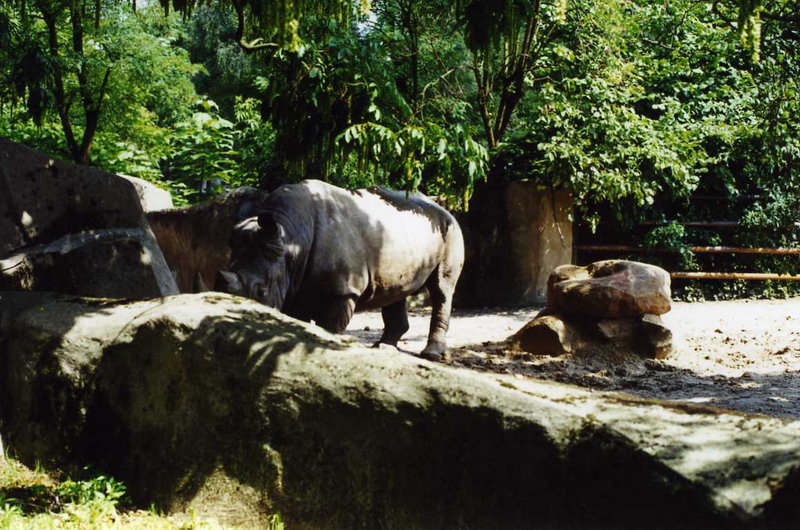 Paris 2000 - White rhino