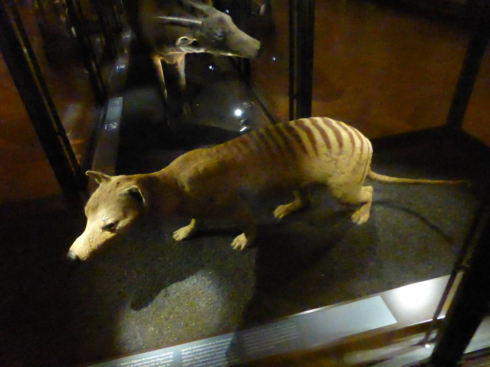 Paris , Grand Gallery of Evolution , Jardin des Plantes