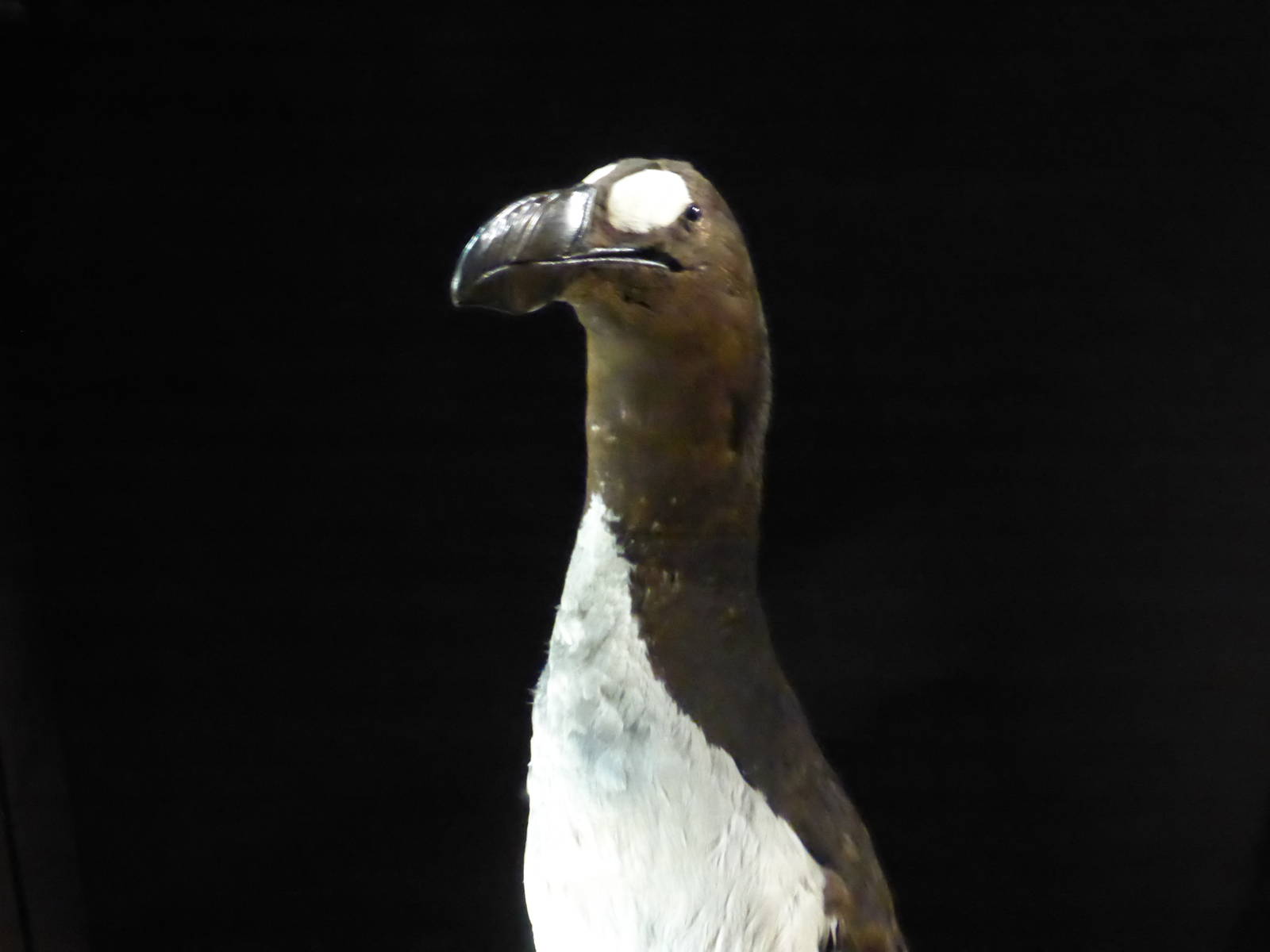 Paris , Grand Gallery of Evolution