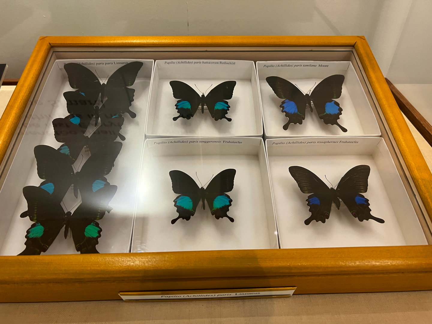 Paris Peacock Butterflies