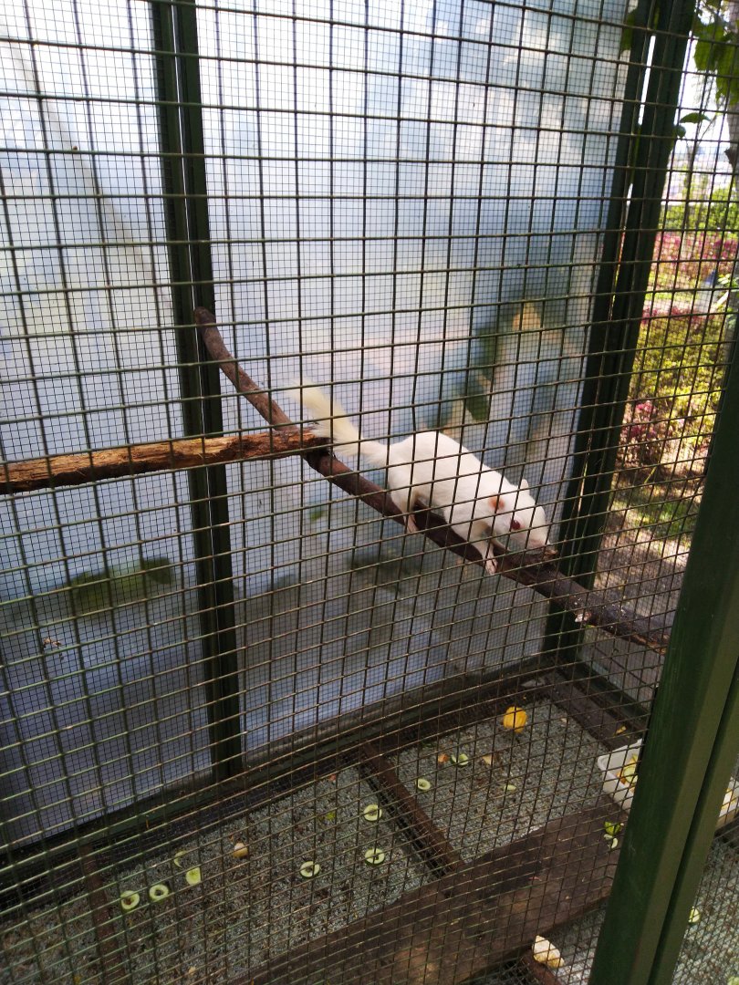 Paris van Java - Albino Plantain Squirrel (Callosciurus notatus)