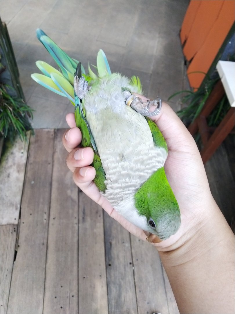 Paris van Java - Monk Parakeet (Myiopsitta monachus)