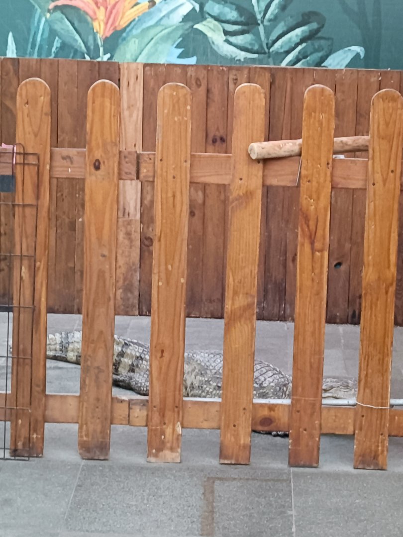 Paris van Java - Spectacled Caiman (Caiman crocodilus)