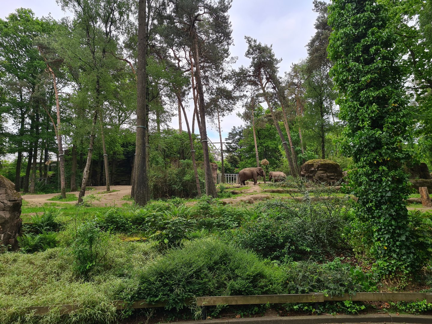 Park - Asian elephant enclosure