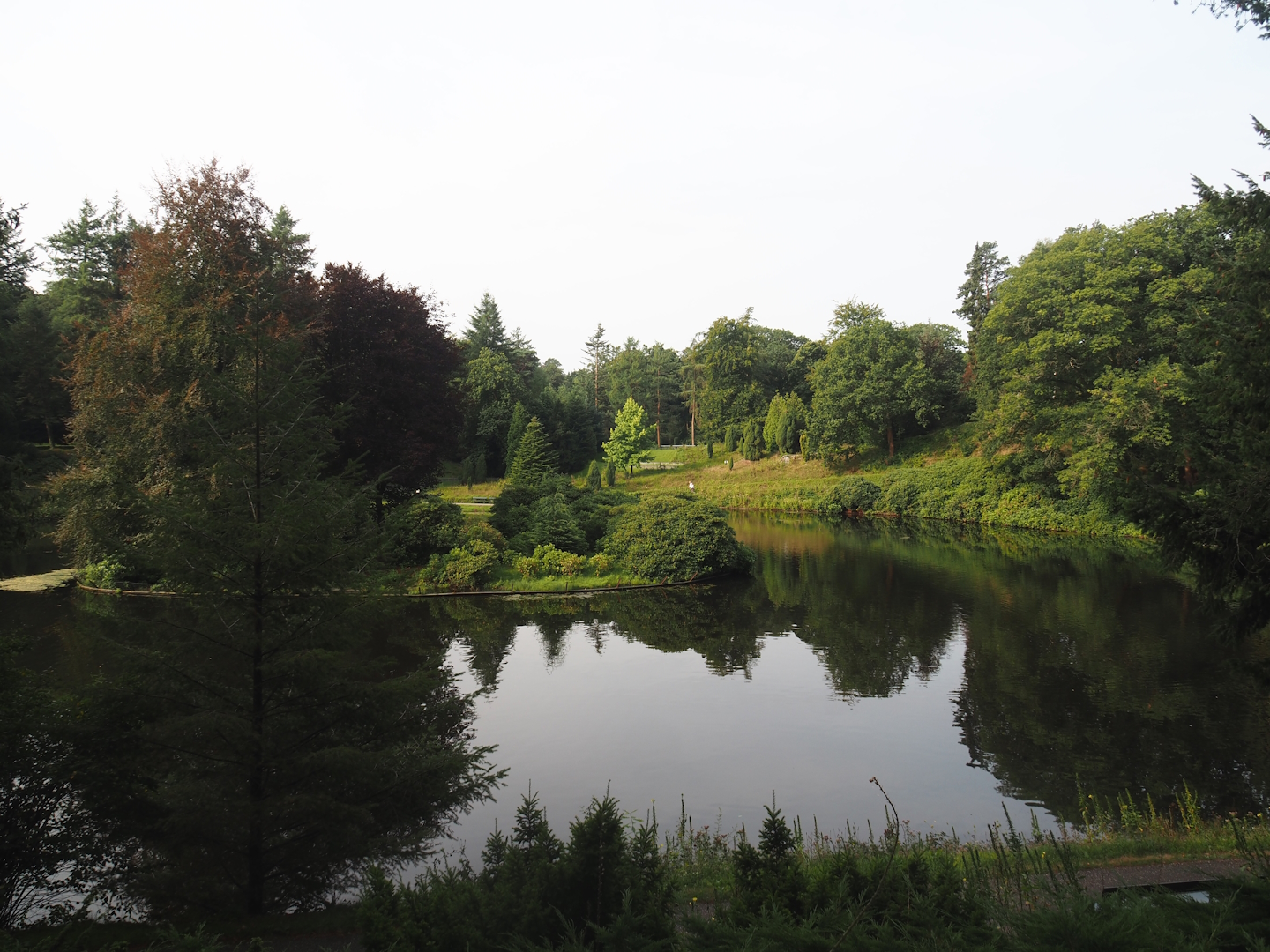 Park Berg & Bos (City and nature park in which Apenheul is located) - Forest pond, 2024-08-18