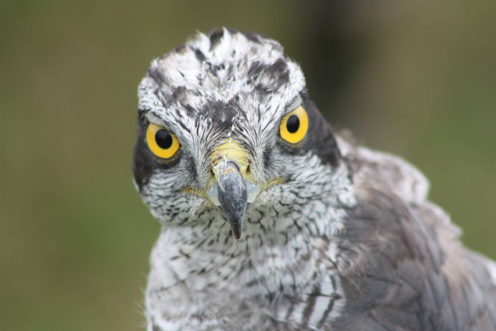 Park birds on display at Driffield Show, 16th July 2014