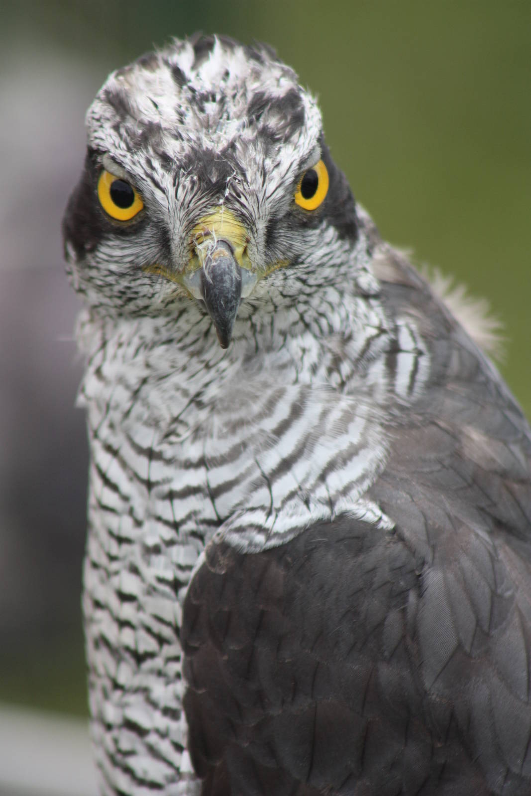 Park birds on display at Driffield Show, 16th July 2014