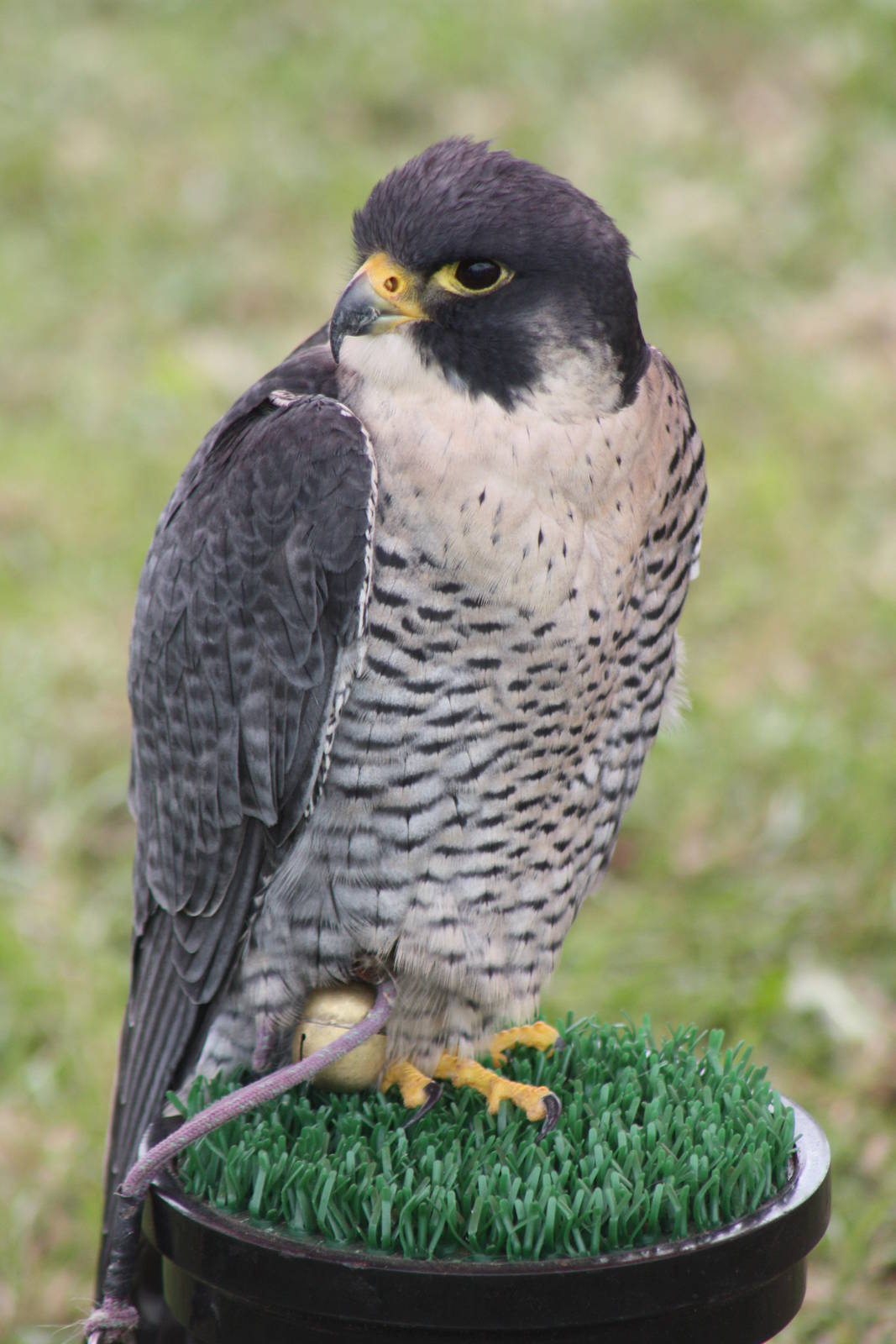 Park birds on display at Driffield Show, 16th July 2014