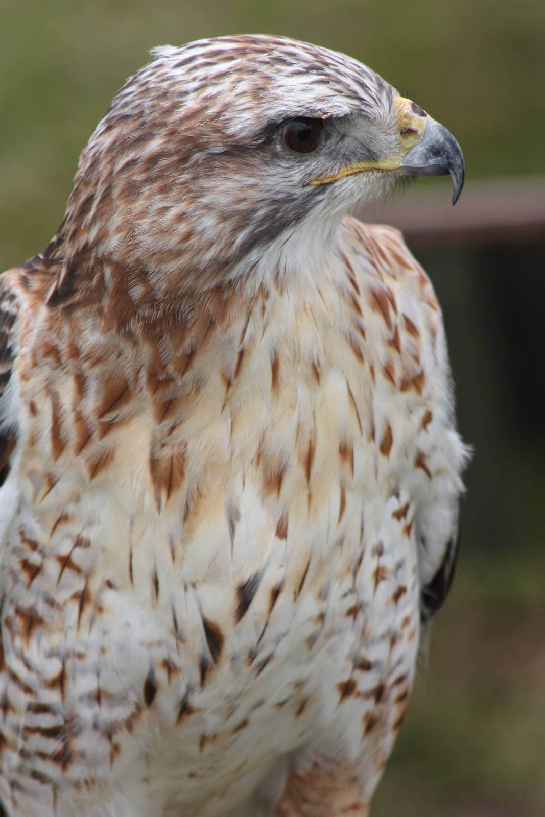 Park birds on display at Driffield Show, 16th July 2014