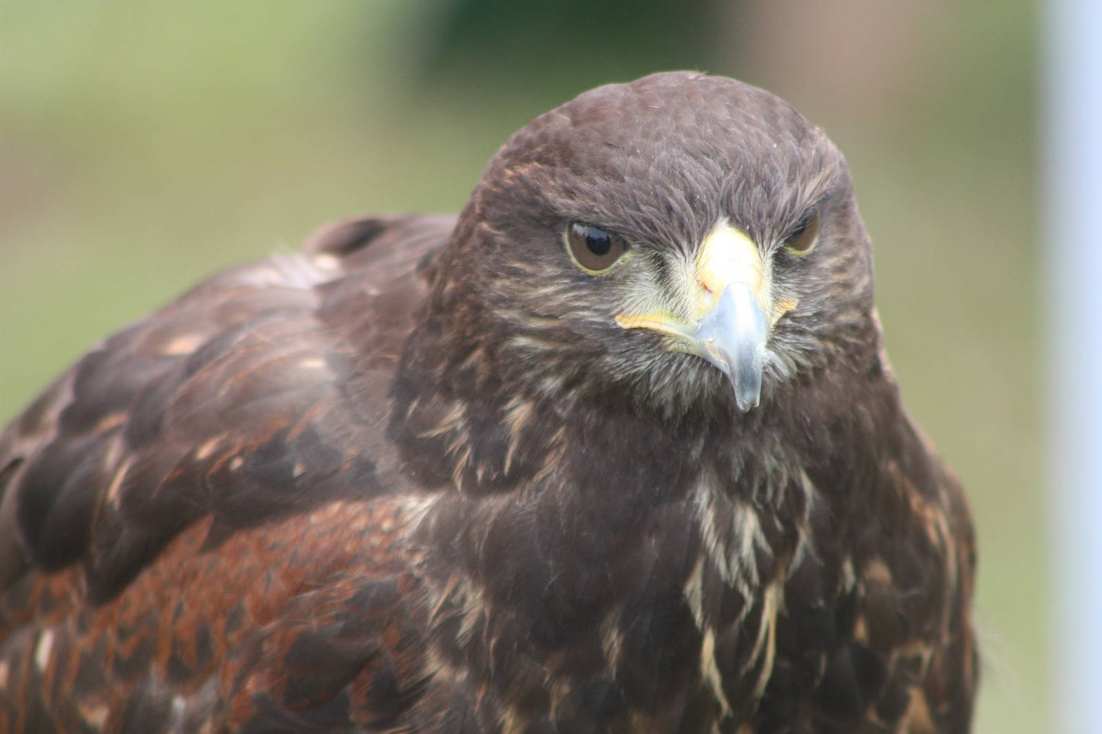 Park birds on display at Driffield Show, 16th July 2014