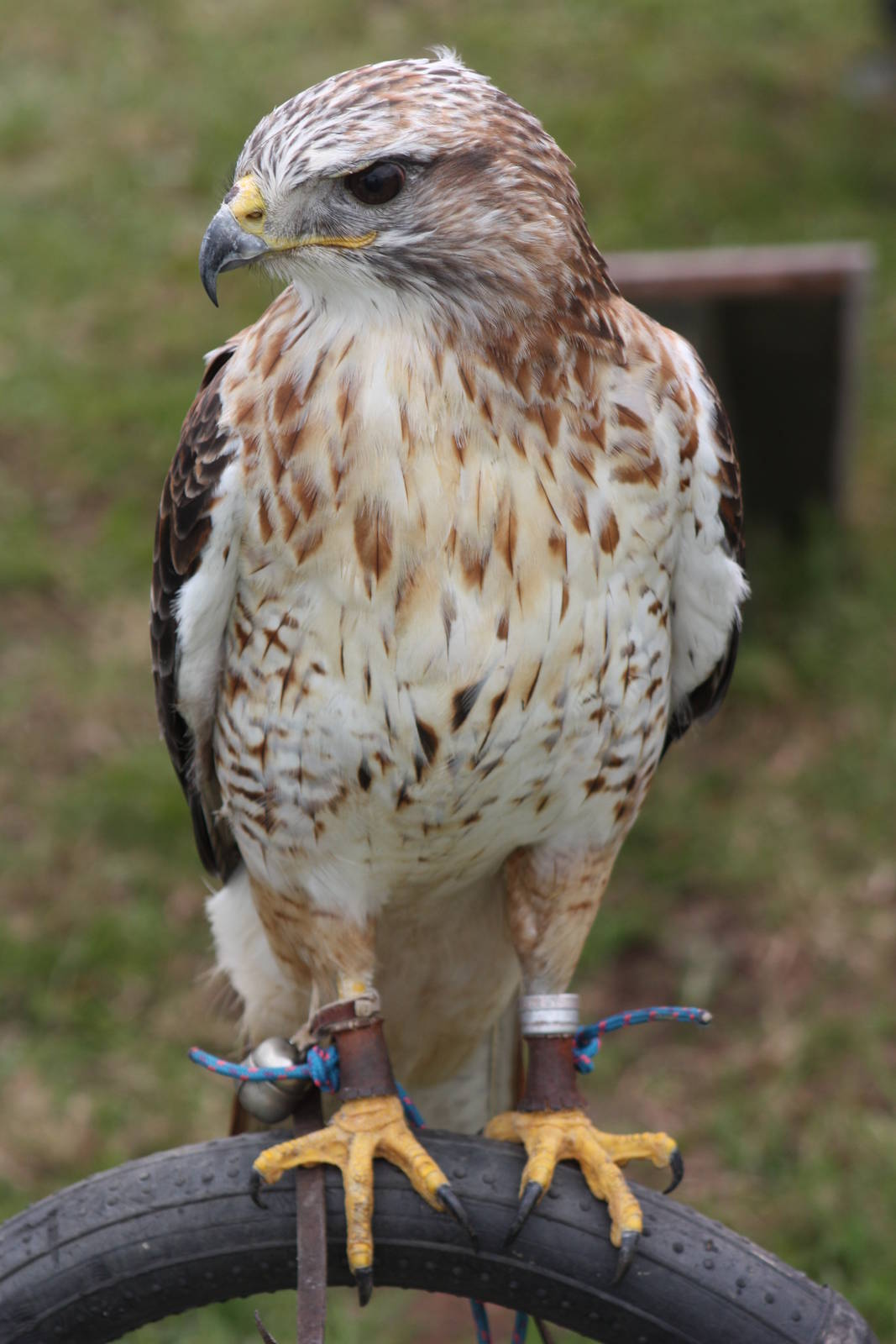 Park birds on display at Driffield Show, 16th July 2014