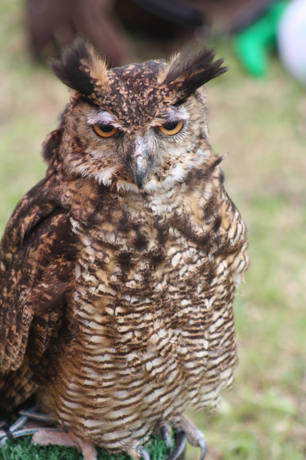 Park birds on display at Driffield Show, 16th July 2014