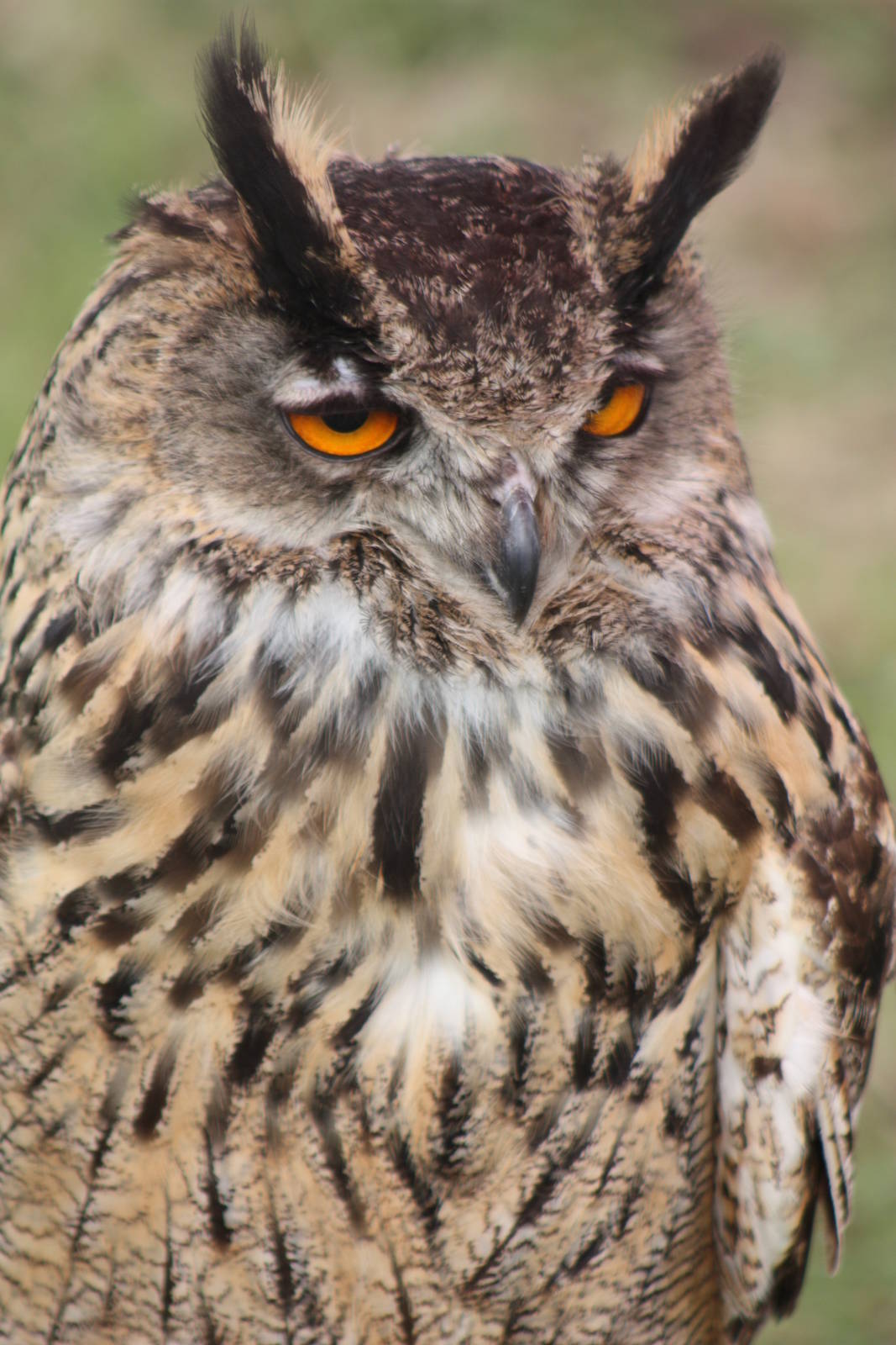 Park birds on display at Driffield Show, 16th July 2014