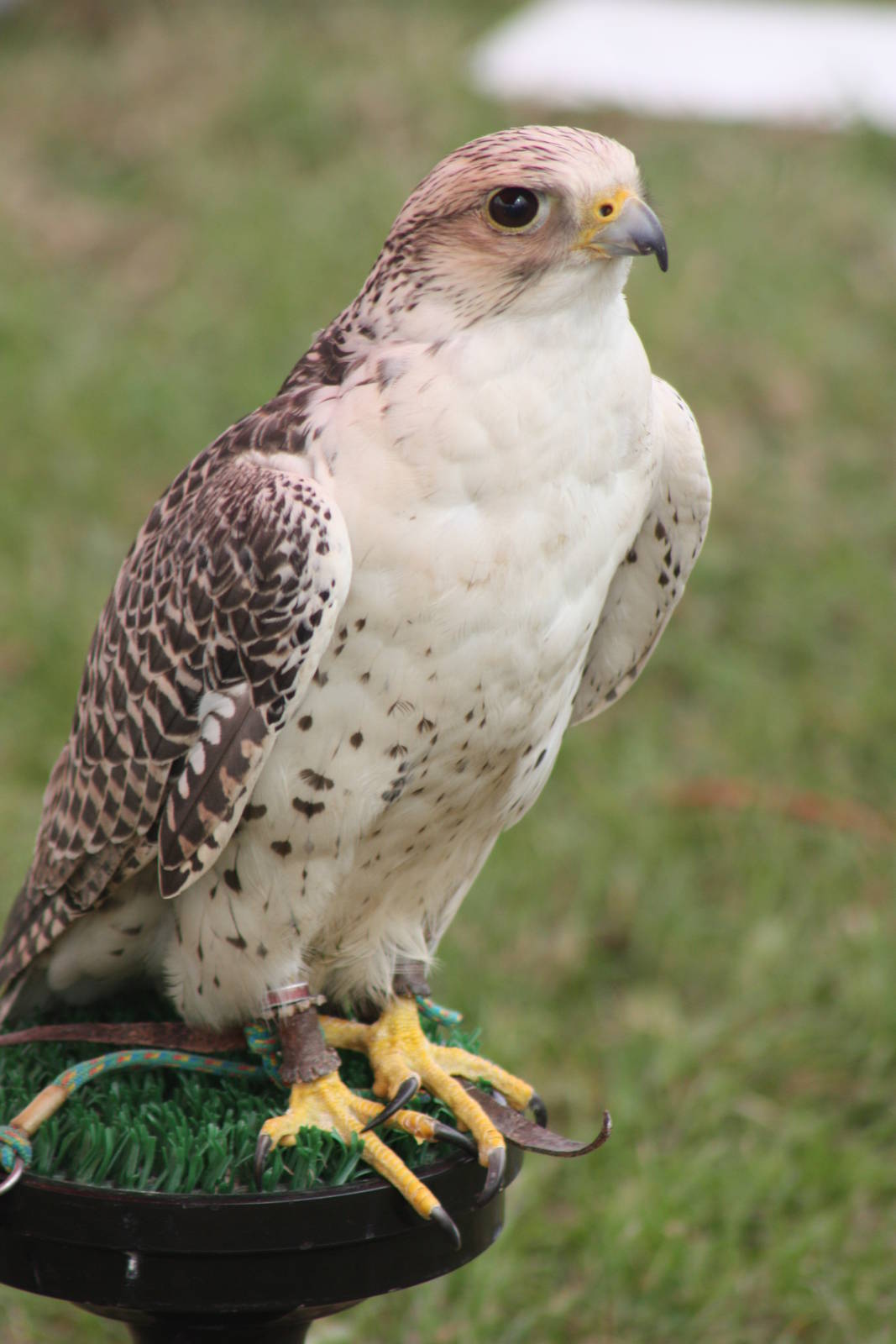 Park birds on display at Driffield Show, 16th July 2014