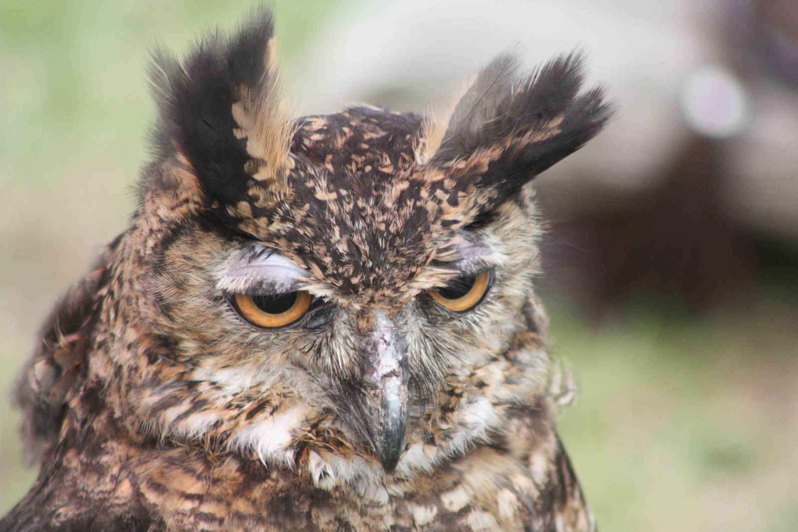 Park birds on display at Driffield Show, 16th July 2014