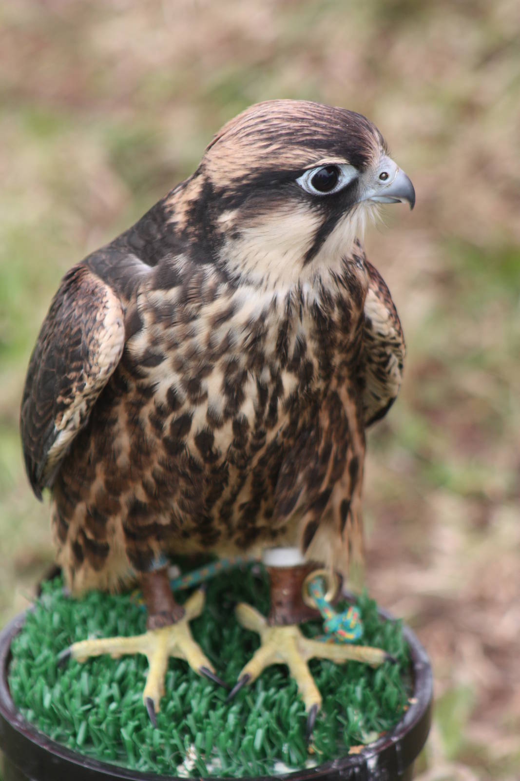 Park birds on display at Driffield Show, 16th July 2014