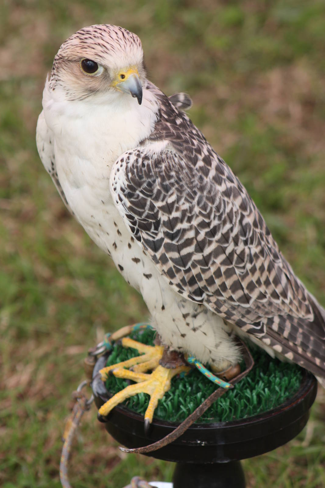 Park birds on display at Driffield Show, 16th July 2014