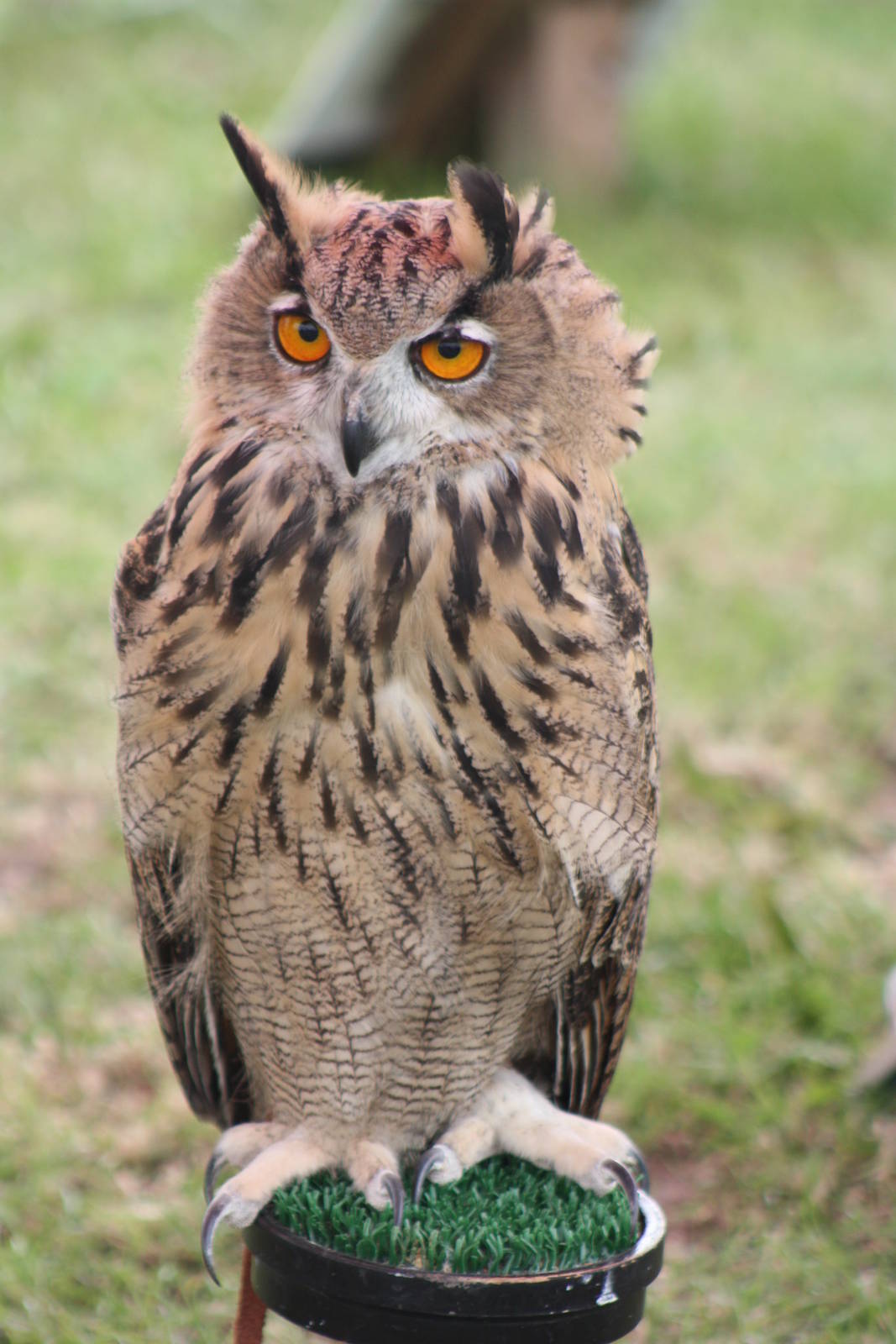 Park birds on display at Driffield Show, 16th July 2014