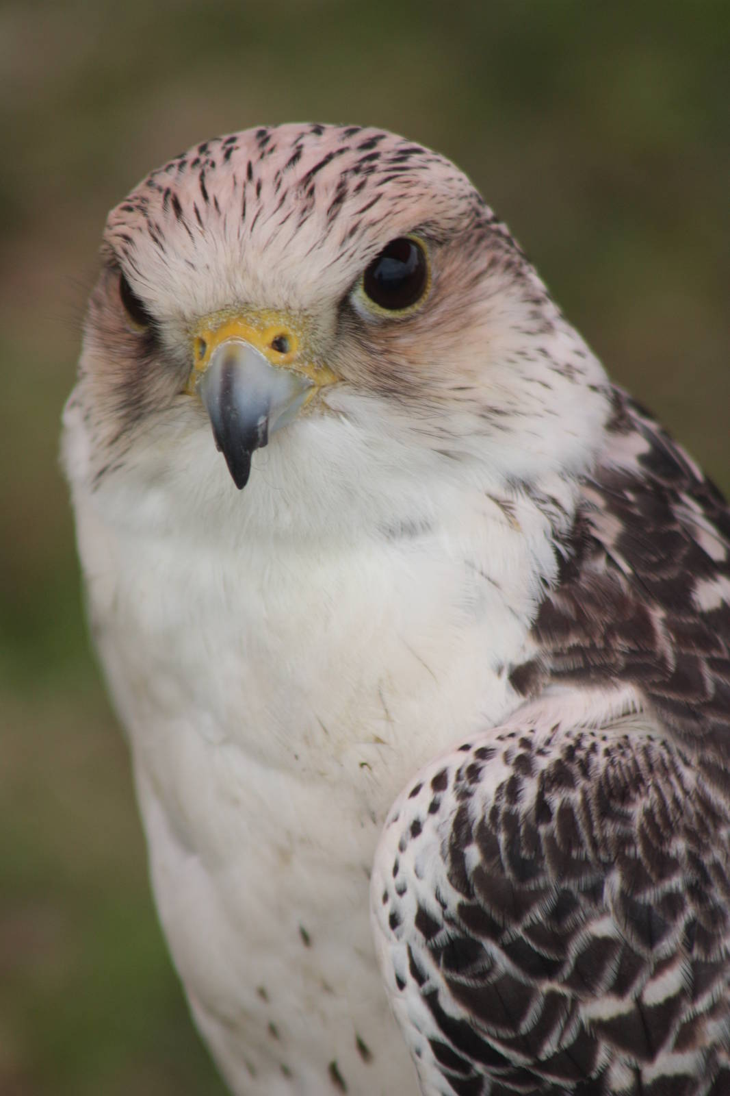 Park birds on display at Driffield Show, 16th July 2014