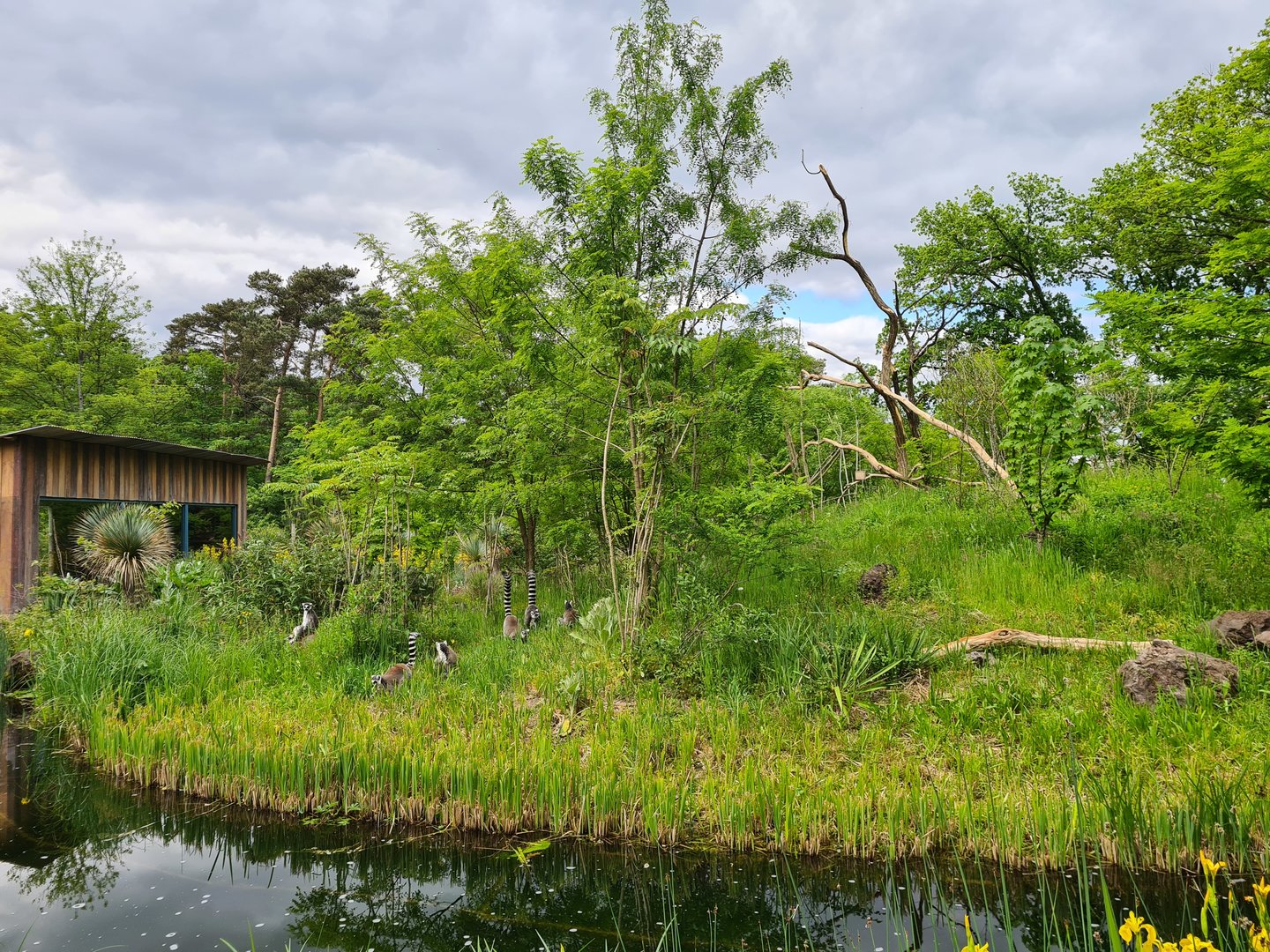 Park - Black and Ring-tailed lemur island