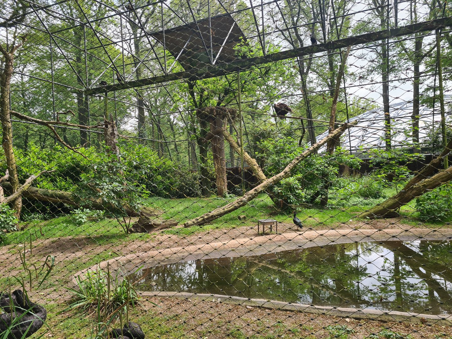 Park - Cinerous vulture aviary