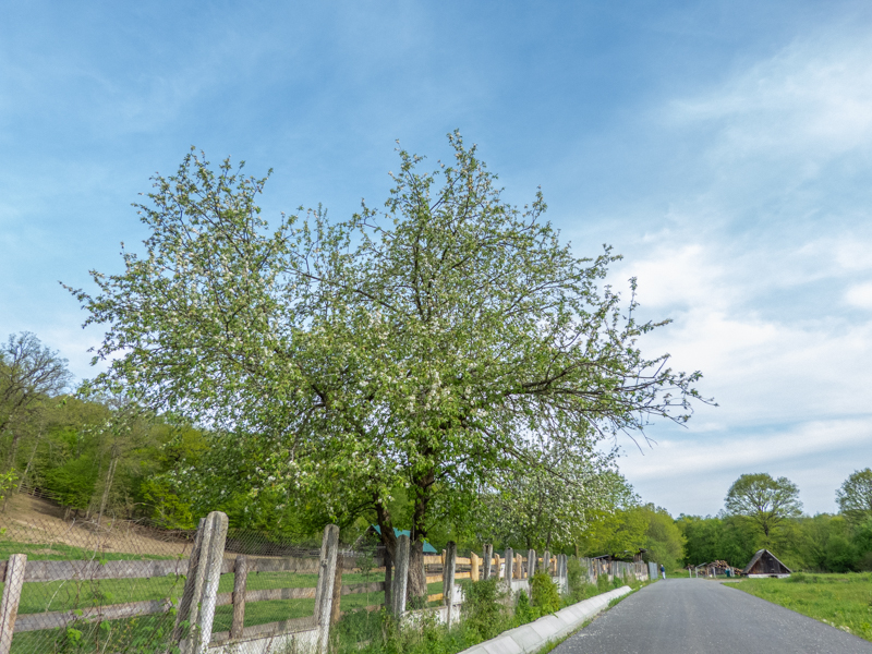 park / enclosure of European bison