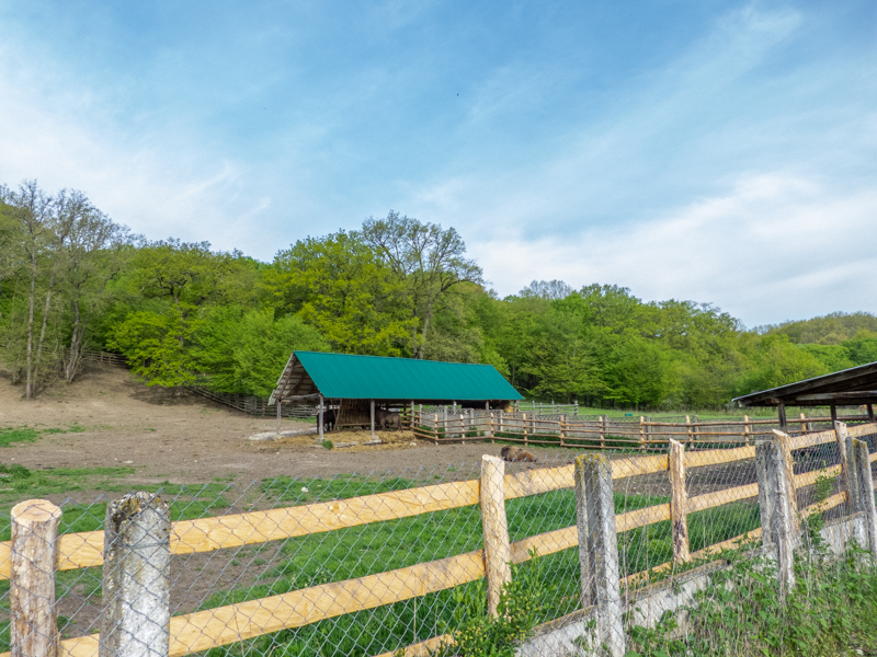 park / enclosure of European bison