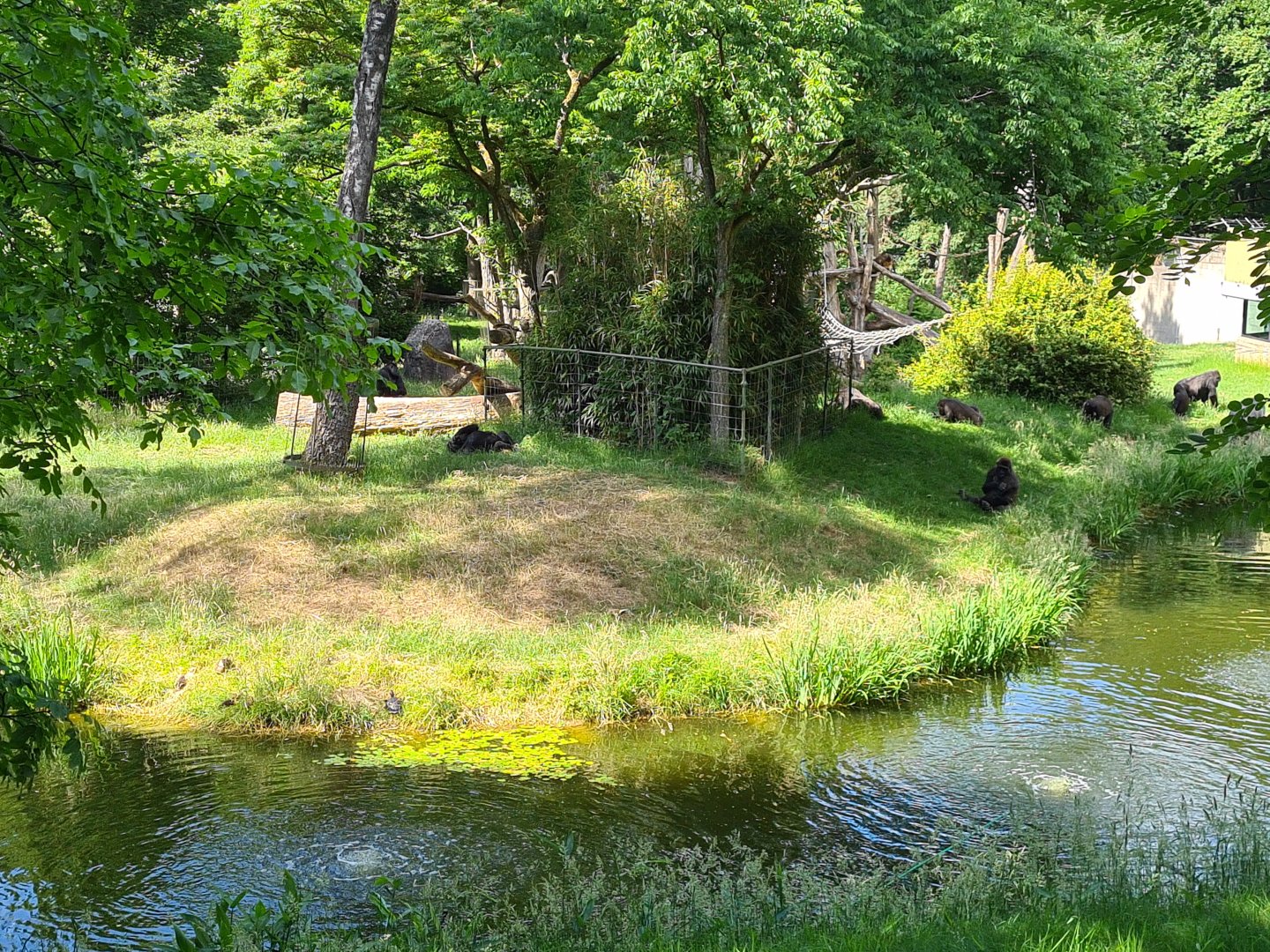 Park - Gorilla + Golden-bellied mangabey enclosure (+turtle)