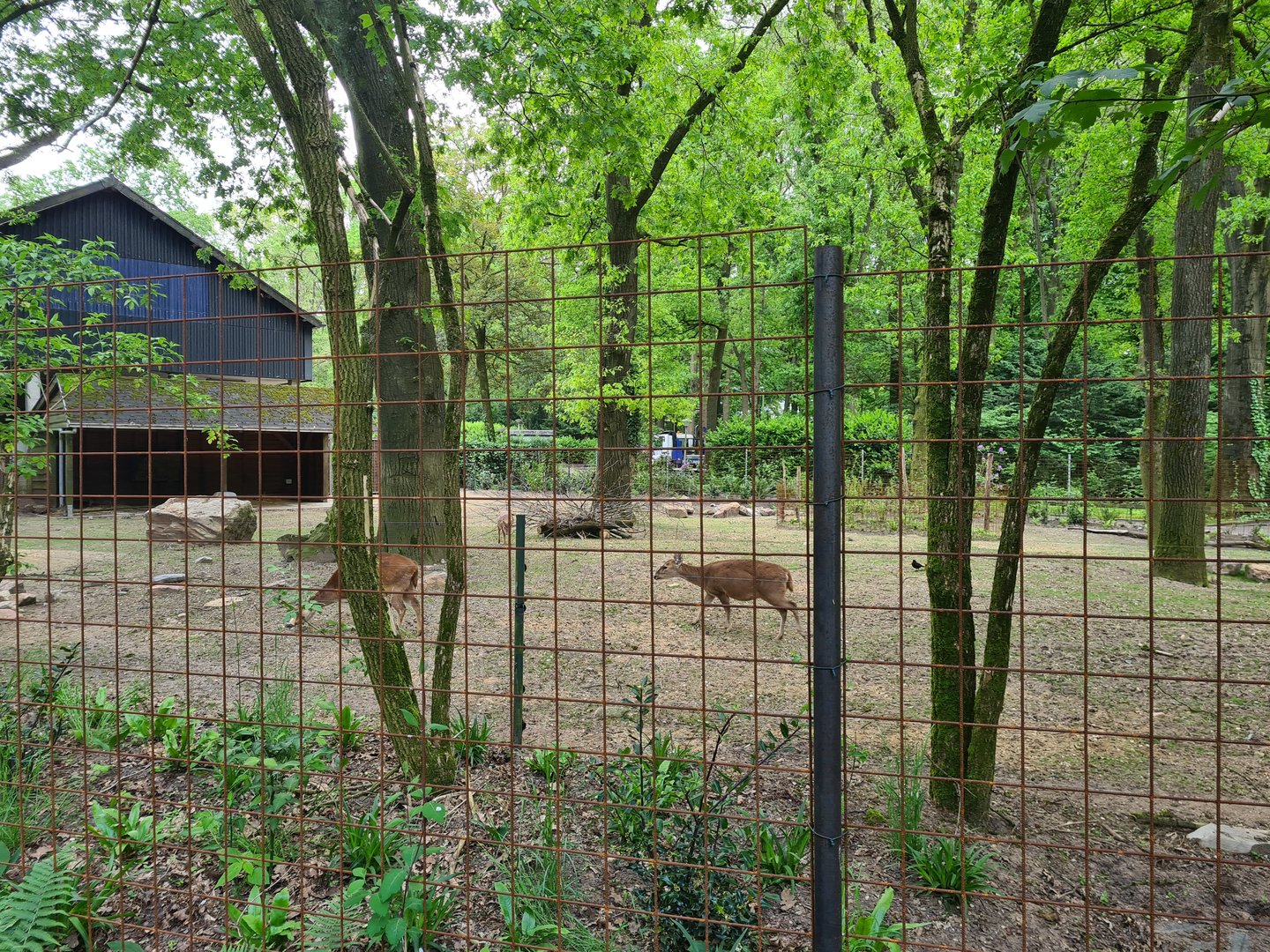 Park - "New" hog deer enclosure