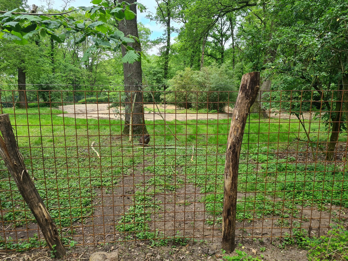 Park - "New" Swamp wallaby enclosure