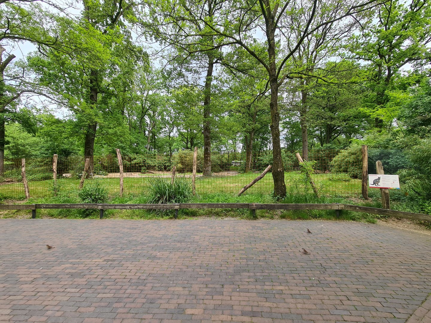 Park - "New" Swamp wallaby enclosure