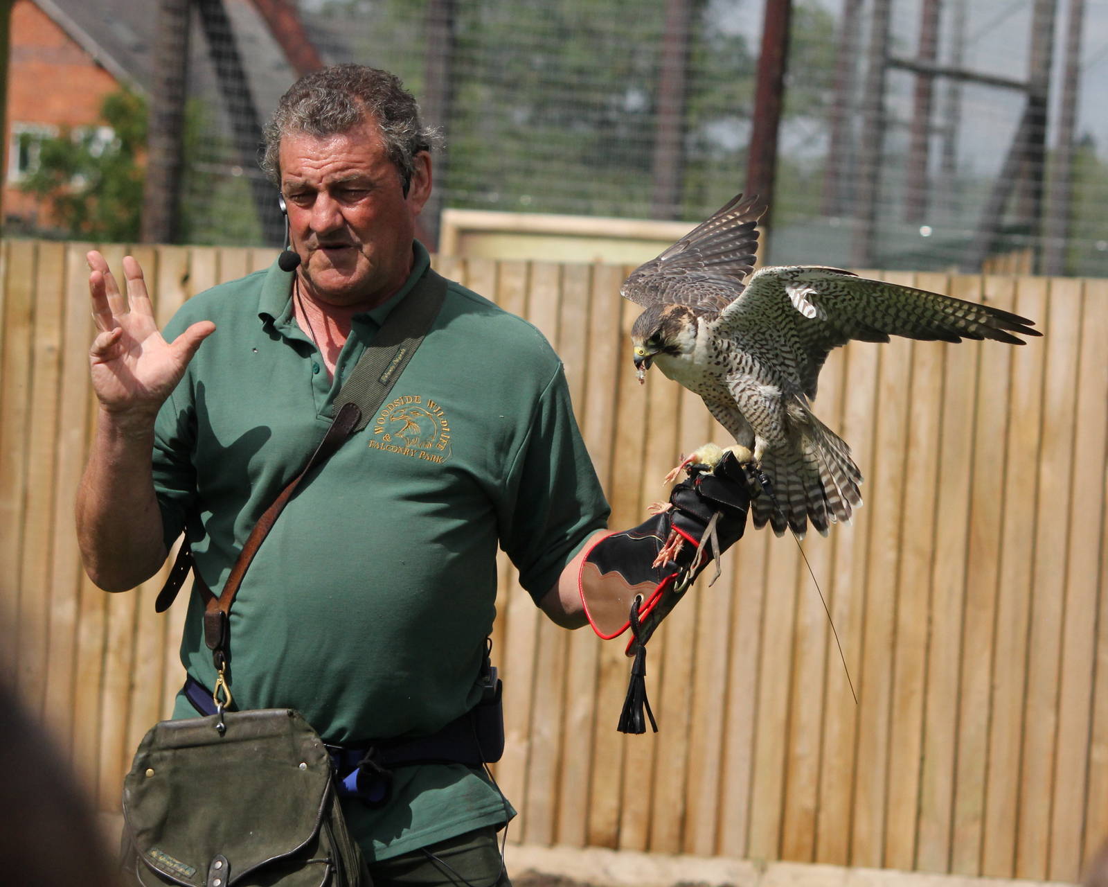 Park owner with Peregrine Falcon 15-8-14