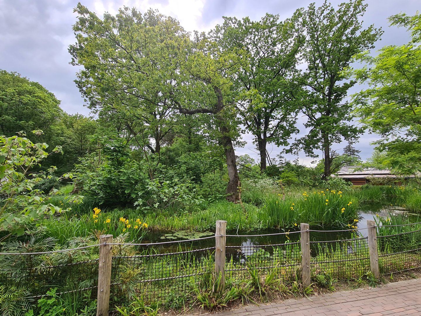 Park - Peruvian squirrel monkey and South American coati island