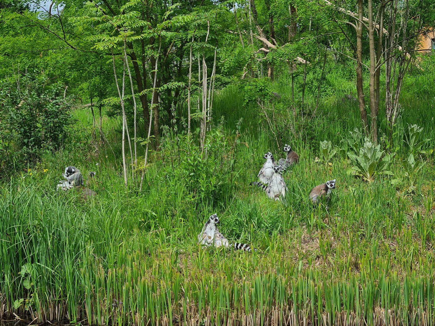 Park - Ring-tailed lemurs