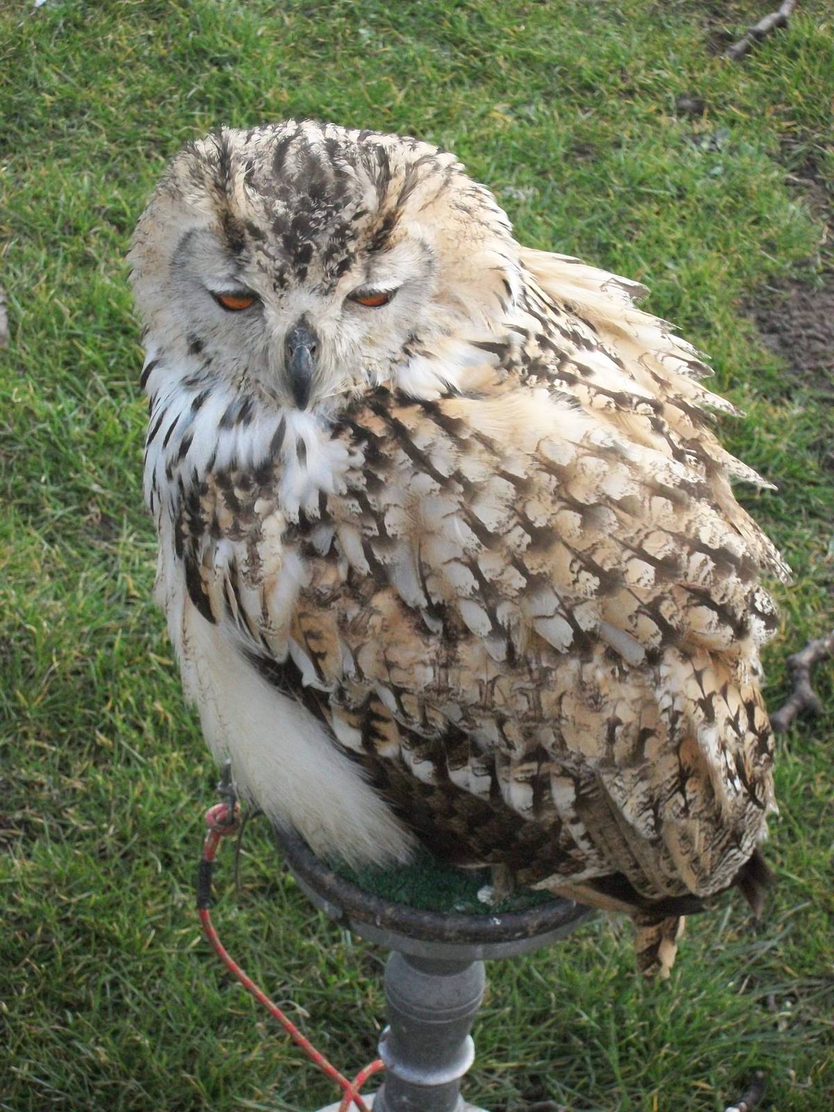 Park Rose Birds of Prey Centre display birds at Sewerby Hall 29th March 201