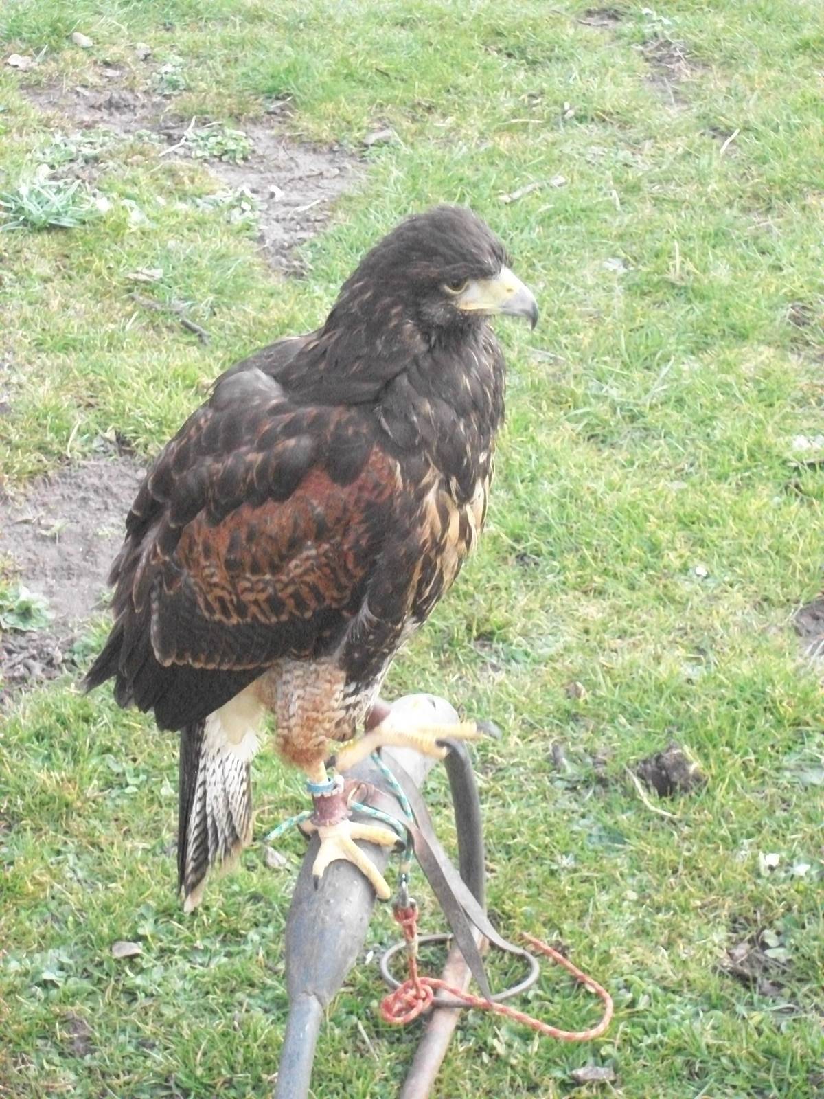 Park Rose Birds of Prey Centre display birds at Sewerby Hall 29th March 201