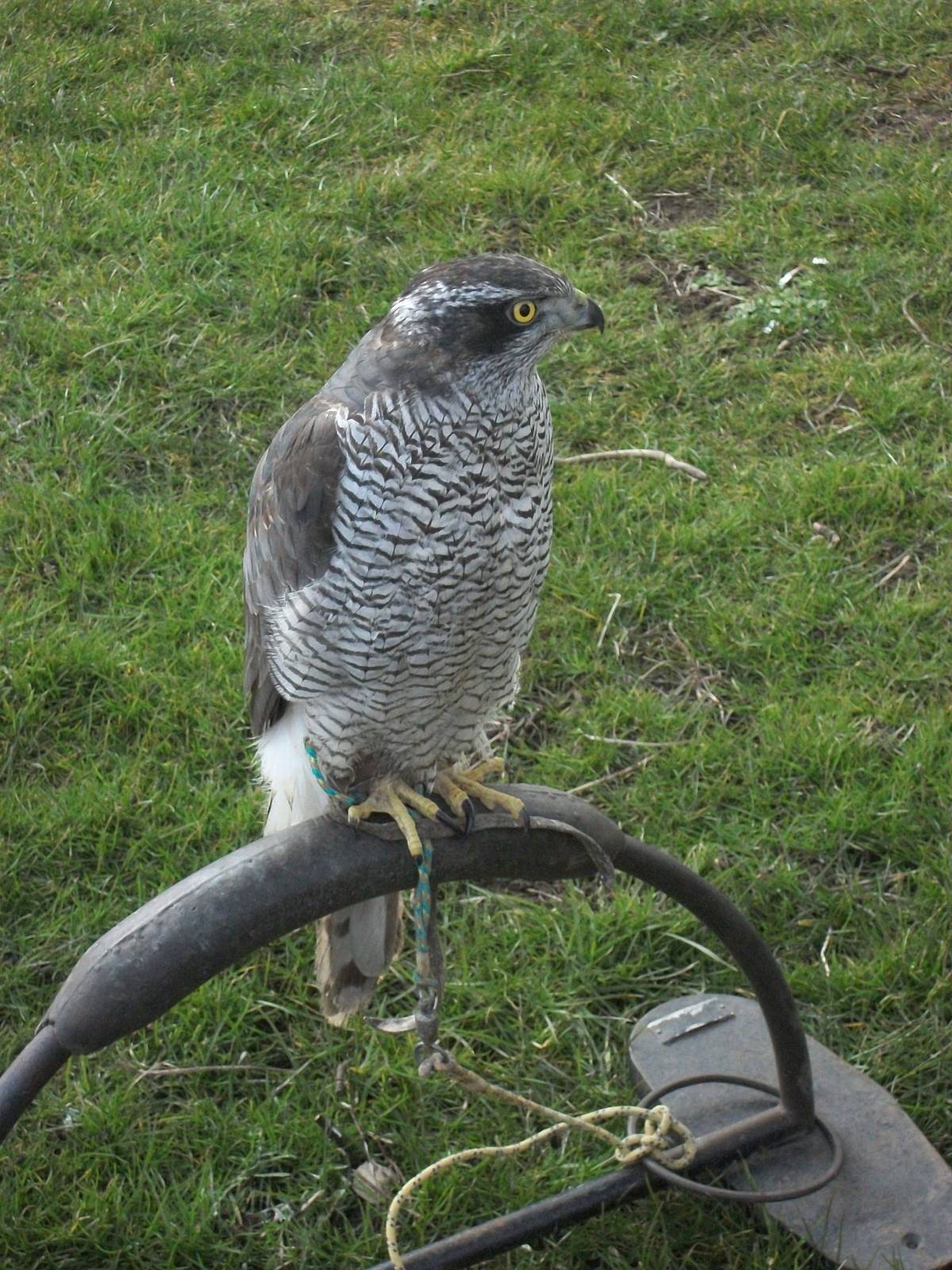 Park Rose Birds of Prey Centre display birds at Sewerby Hall 29th March 201