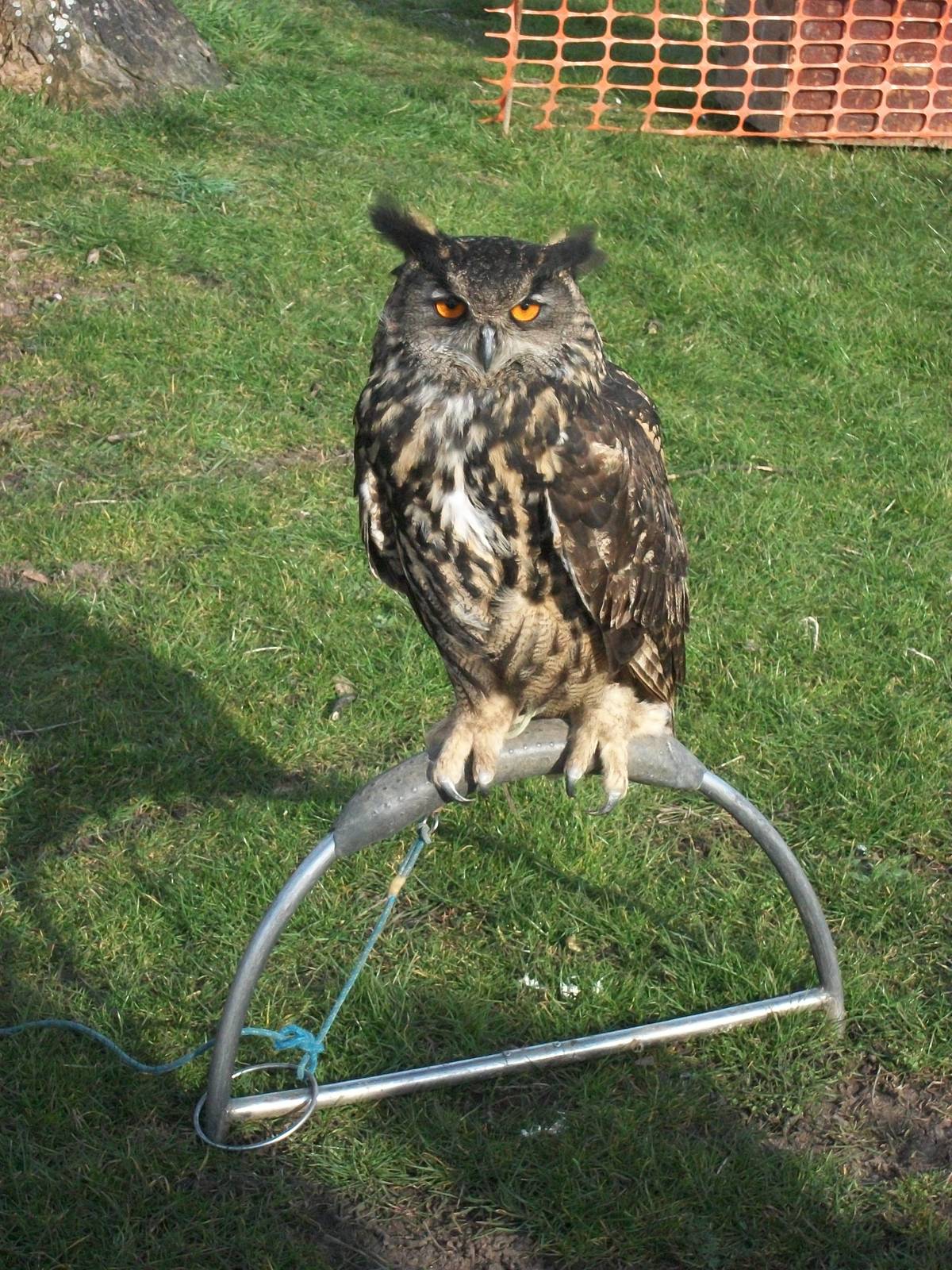 Park Rose Birds of Prey Centre display birds at Sewerby Hall 29th March 201