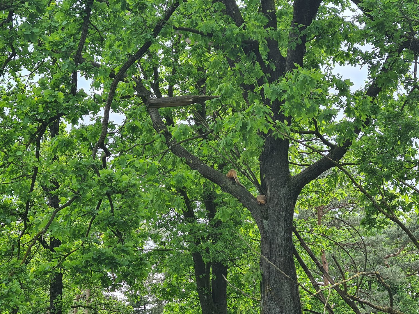 Park - South American coati