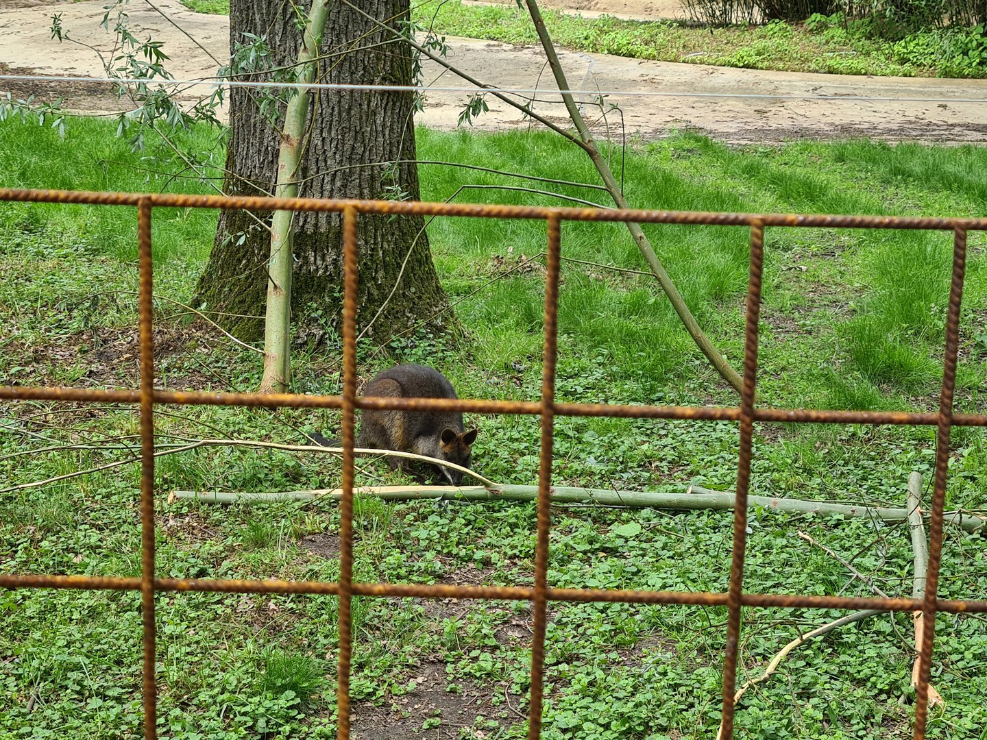 Park - Swamp wallaby