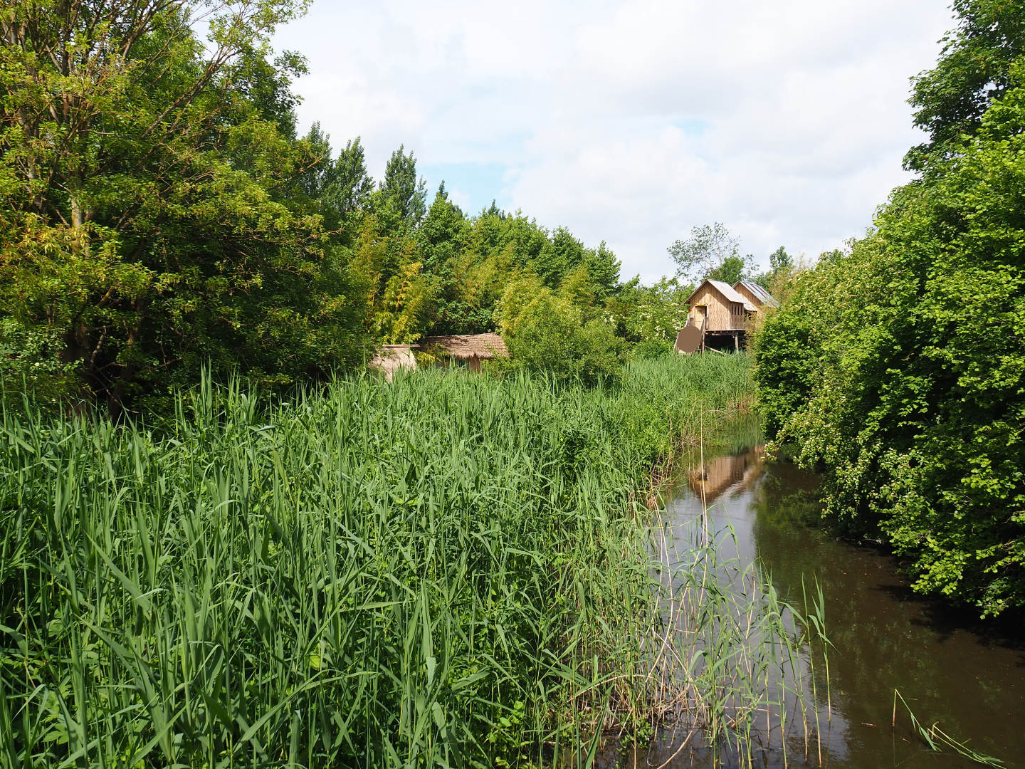 Park view in the Asian section, 2020-05-23