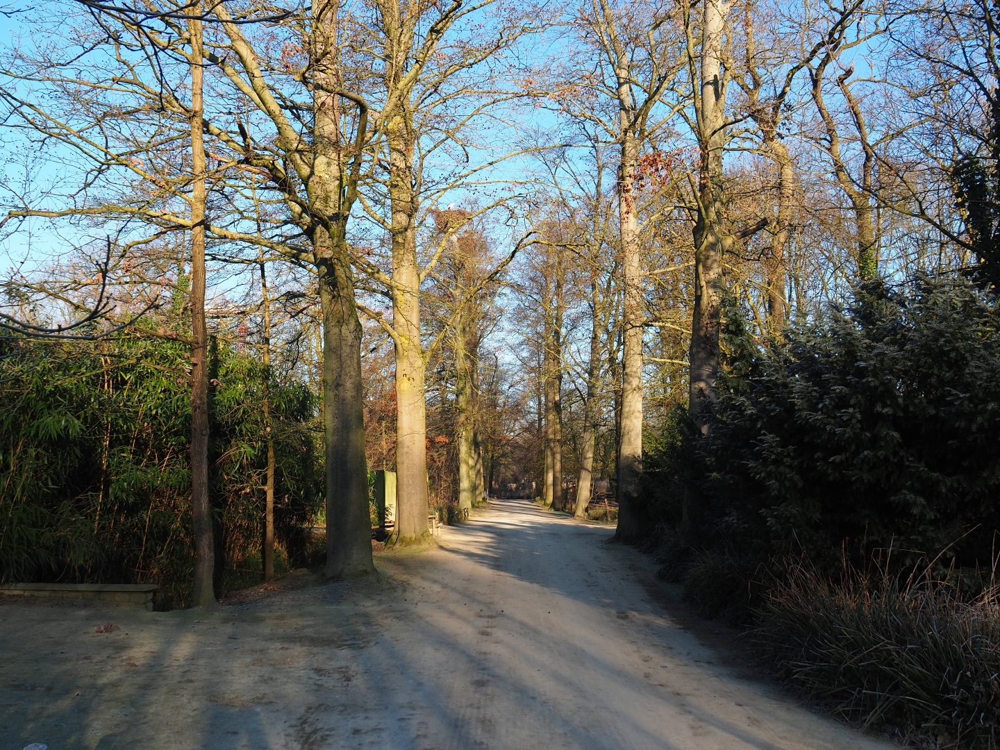 Park view - Lane with old beeches (Jan 20th, 2019)