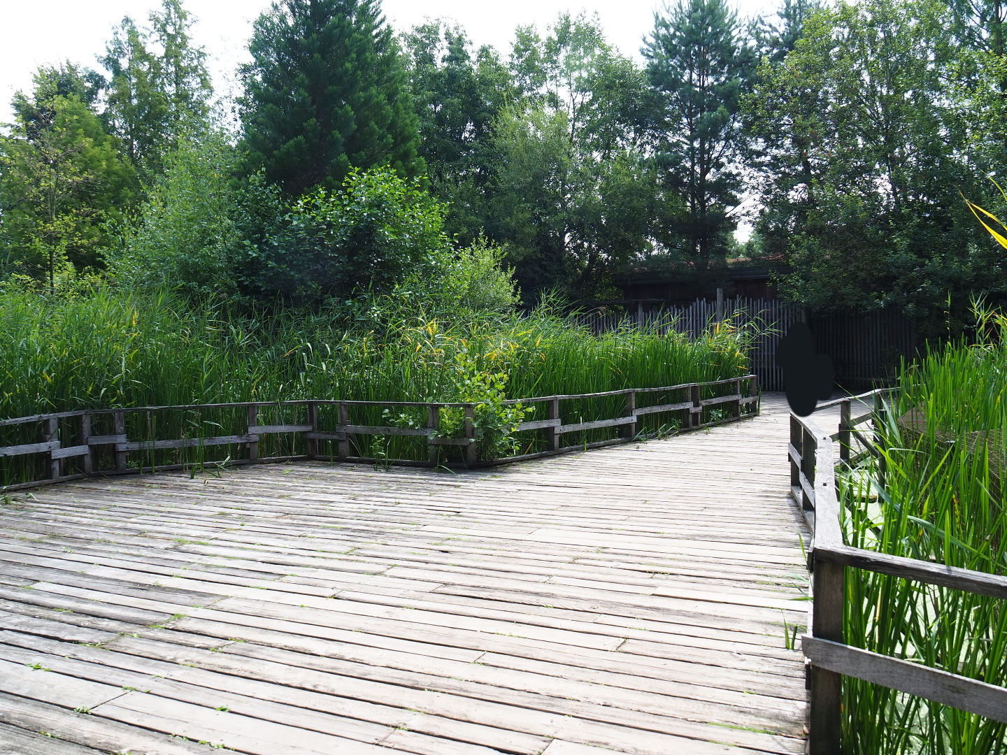 Park view near the bush dog exhibit, 2019-07-21