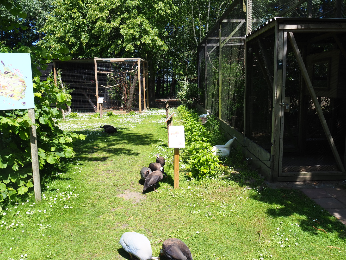 Park view with aviaries and free-roaming helmeted guineafowl and peafowl, 2019-06-01