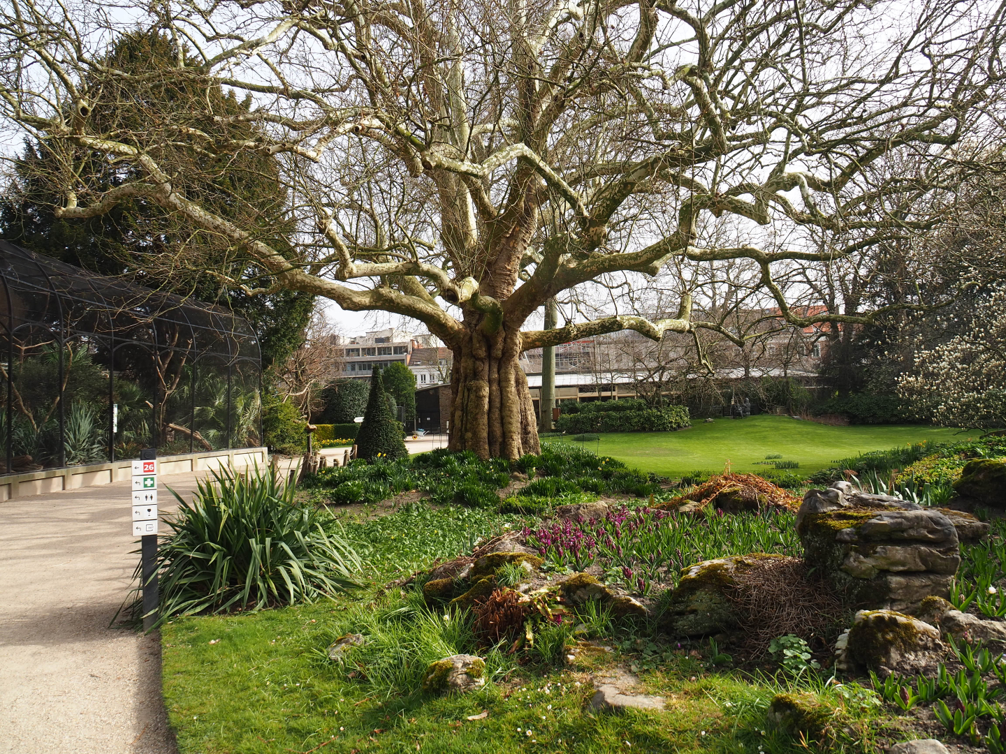 Park view with massive old London Plane tree, part of Bird House mixed outdoor aviaries and Great Ape House, 2022-03-16