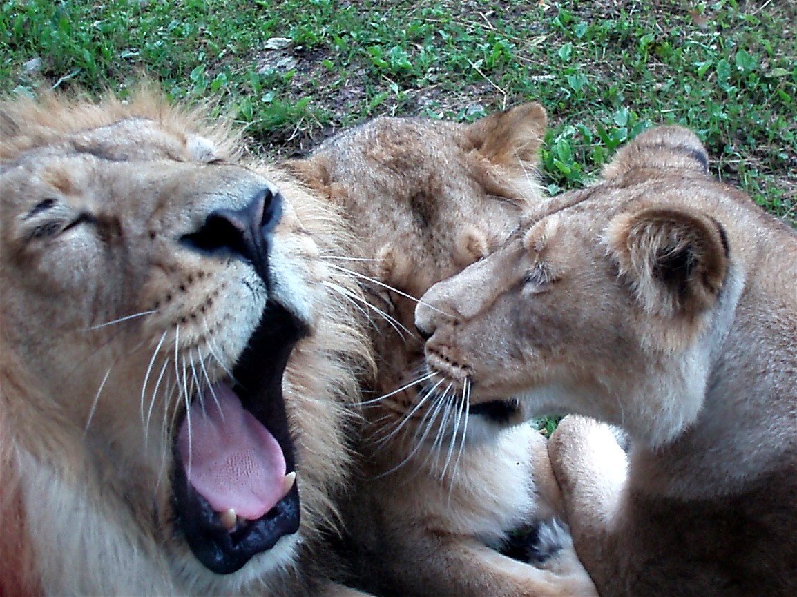Parken Zoo - Asian lions