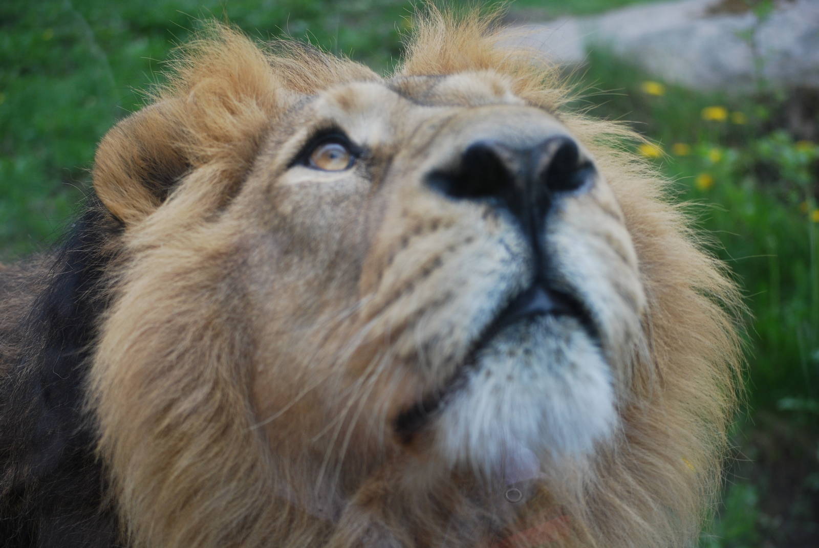 Parken Zoo Eskilstuna - Asian lion