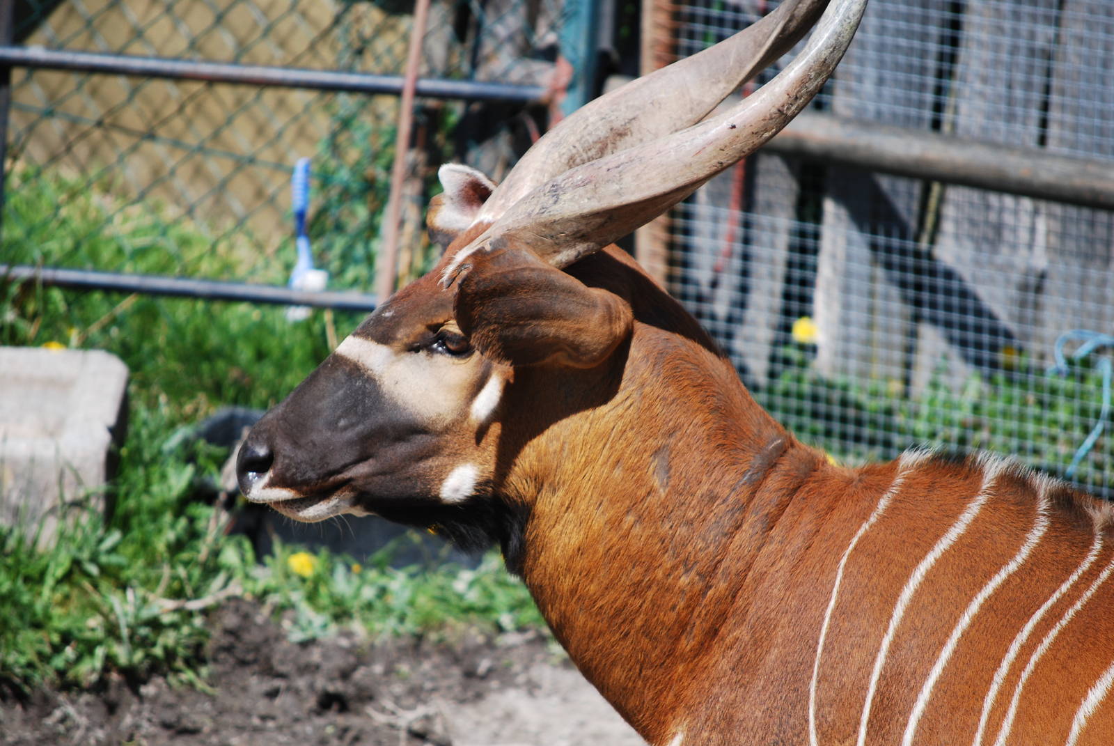 Parken Zoo Eskilstuna - Bongo