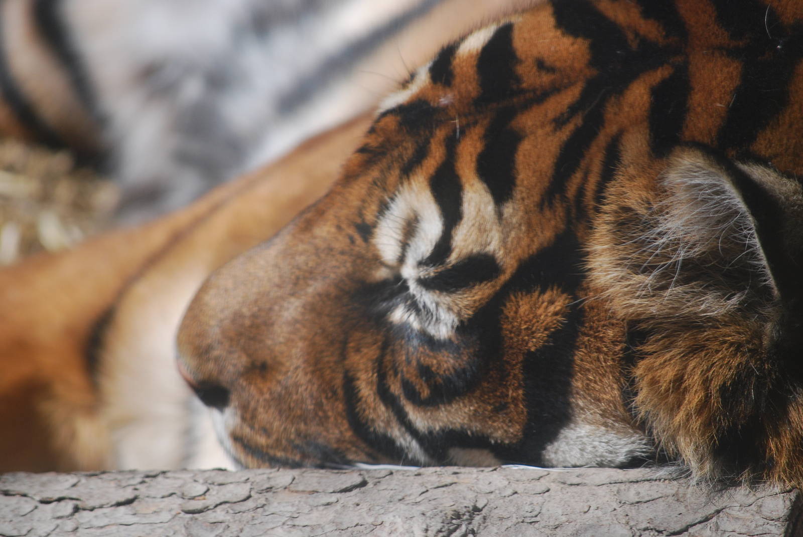 Parken Zoo Eskilstuna - Sumatran tiger