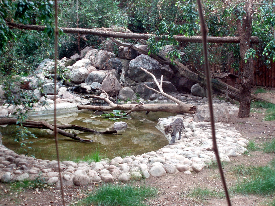 Parken Zoo - Fishning cat